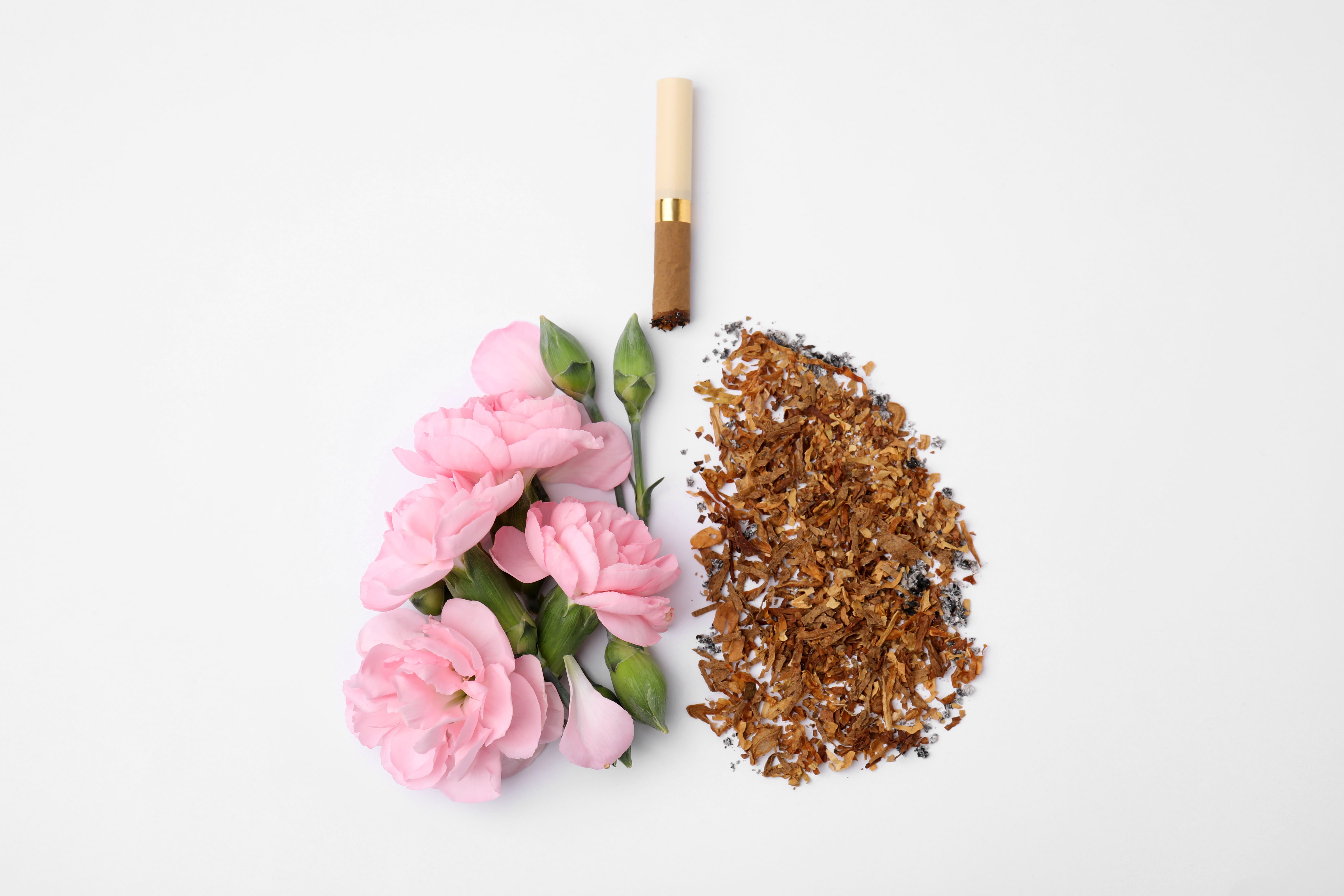 Nichtraucher-Konzept. Lunge aus trockenem Tabak, Zigaretten und rosa Blüten auf weißem Hintergrund, flach liegend